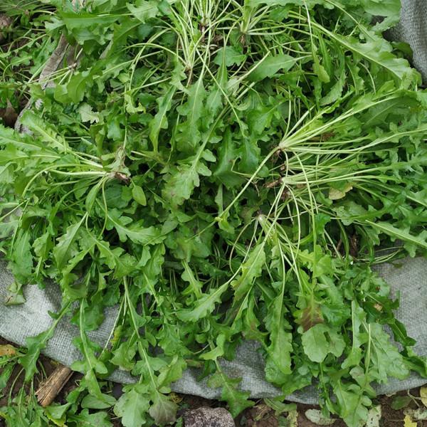 冬日裡的7種“野菜”,以前漫山遍野都是,現在也還是美味佳餚 冬日裡的7種“野菜”,以前漫山遍野都是,現在也還是美味佳餚