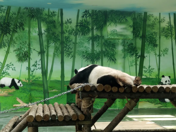 憨態可掬惹人愛！這樣的小可愛，誰能忍心拒絕呢？