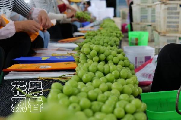 為什麼大家喜歡跳新品種的坑? 為什麼大家喜歡跳新品種的坑?