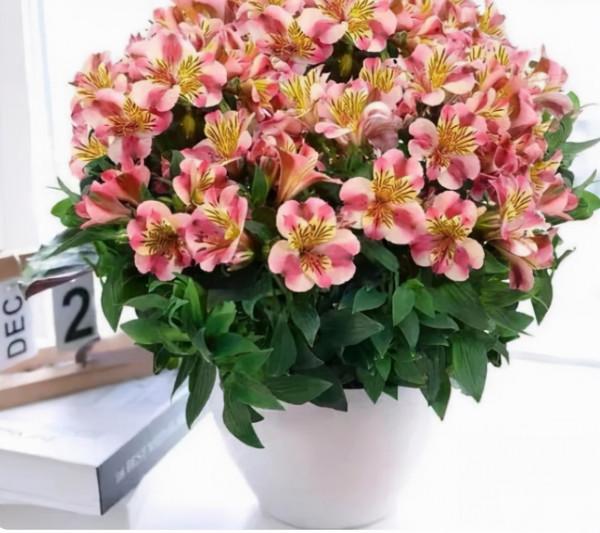 5種漂亮“仙女花”，個個都是顏值擔當，看到都想養