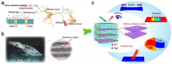 大連理工張淑芬教授團隊在光子晶體結構色方面取得系列新進展