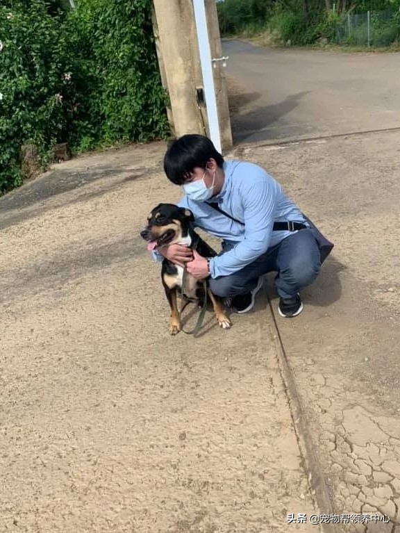 流浪狗自己選主人,最後還嫌棄主人了!主人:“我也太難了吧!” 流浪狗自己選主人,最後還嫌棄主人了!主人:“我也太難了吧!”