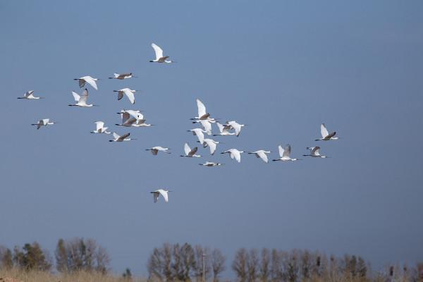 什麼腦洞？荷蘭一機場為了防止飛機撞鳥，請了20頭豬來幫忙