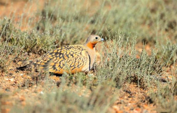 新疆發現沙雞,飛30裡去喝水,用腹部羽毛吸水,帶回去喂雛雞喝 新疆發現沙雞,飛30裡去喝水,用腹部羽毛吸水,帶回去喂雛雞喝