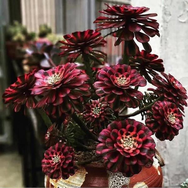 多肉走一波,見證奇妙大自然 多肉走一波,見證奇妙大自然