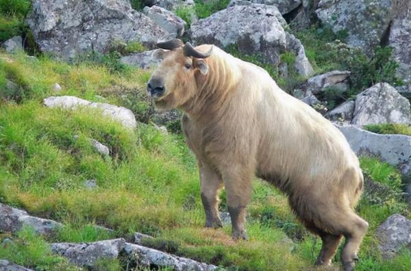 神獸出沒!四川九頂山又發現多隻“六不像”,比大熊貓還珍貴 神獸出沒!四川九頂山又發現多隻“六不像”,比大熊貓還珍貴