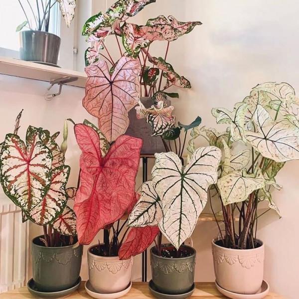 家裡光照少,可以養12種“陰性花”,“半陰地”更利於生長 家裡光照少,可以養12種“陰性花”,“半陰地”更利於生長