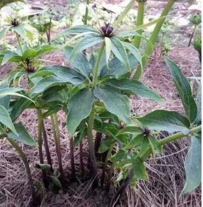 想賺錢的速來看，中藥材重樓種植前景好，價格高、需求量大