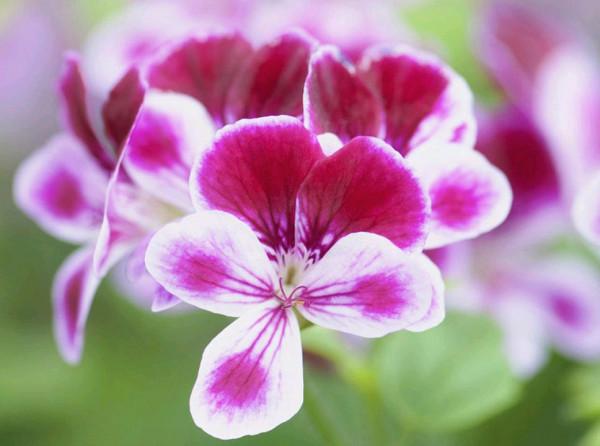 室內養花需注意，因為老話“花旺人不旺”，那可以養的花有哪些？