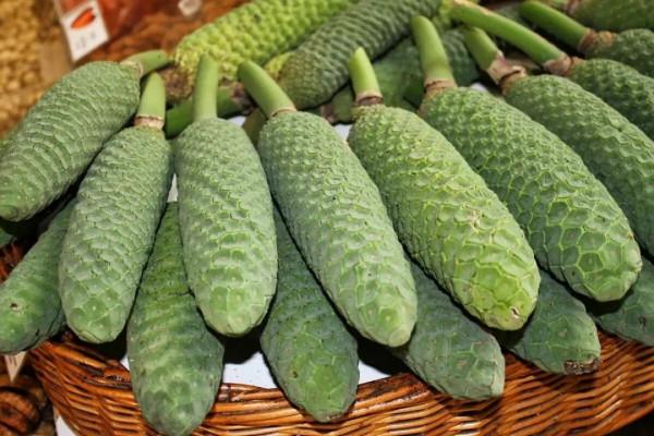 終於知道龜背竹為啥也叫“蓬萊蕉”，原來它的果實能媲美香蕉