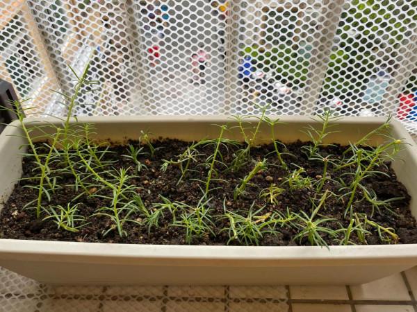 大夏天特適合來一盆重瓣太陽花,不僅好養而且花美 大夏天特適合來一盆重瓣太陽花,不僅好養而且花美