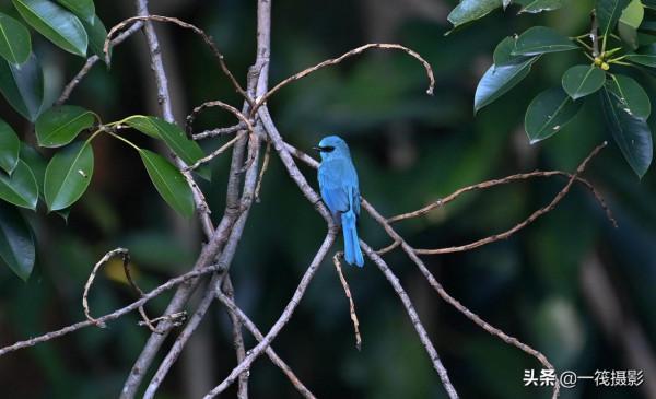 活躍在華南植物園裡的銅藍鶲
