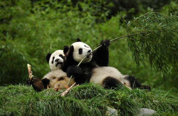 一大批珍稀動物喜提降級,它們的棲息地你知道嗎? 一大批珍稀動物喜提降級,它們的棲息地你知道嗎?