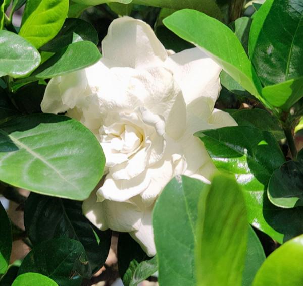 女人最愛的7種花，個個優雅美麗，令人愛不釋手