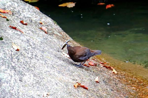 十八月潭“小精靈”——褐河烏