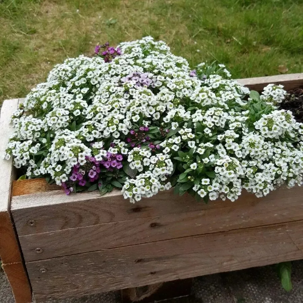 每年都搶著買的香雪球，種在花園裡引人駐足，流連忘返