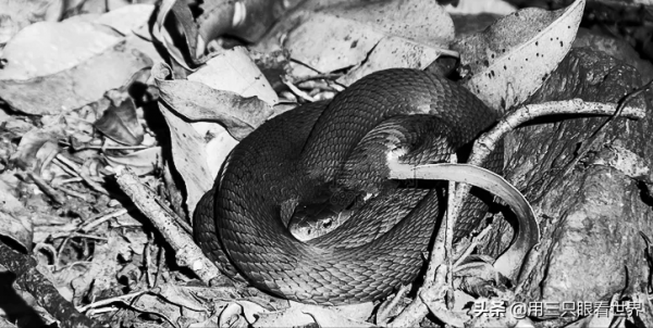 「知青往事」一位知青前輩講述的故事 「知青往事」一位知青前輩講述的故事