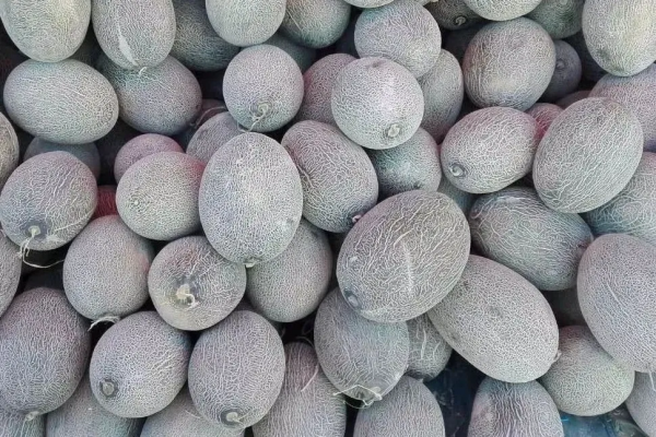 額濟納最全旅遊攻略，怎麼前往最方便？