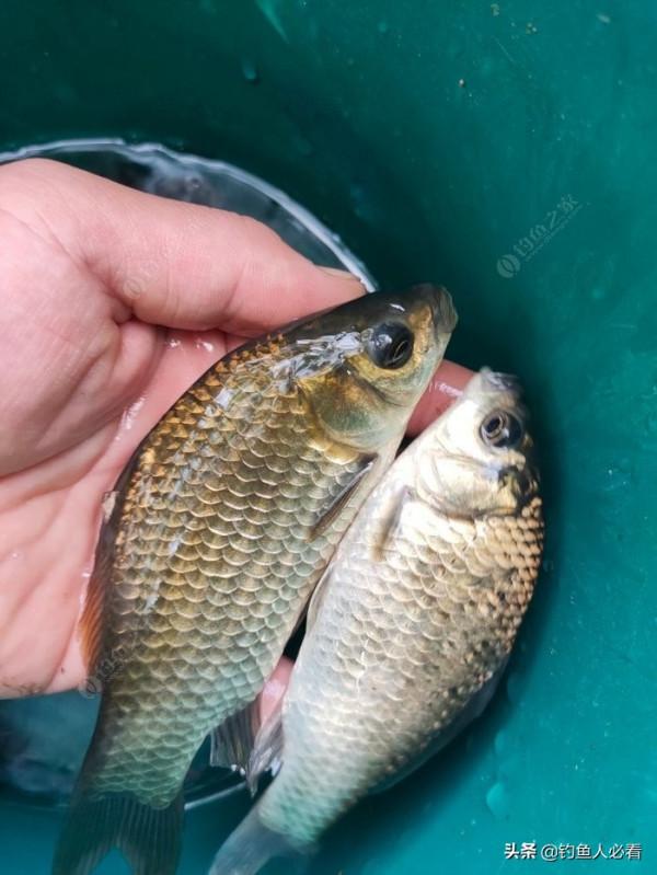 向高齡釣友請教的“搖三搖”釣法，毫無保留的分享給大家