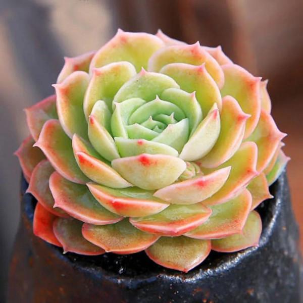 昂斯諾多肉不好出狀態？做好5點後，美的像小仙女