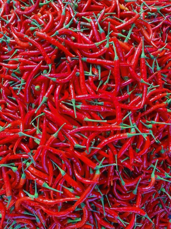 孟加拉國人生活中處處有辣椒:調味作料配水果,“生化武器”驅野象 孟加拉國人生活中處處有辣椒:調味作料配水果,“生化武器”驅野象