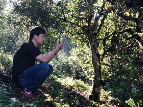 「普洱茶山行」乾貨分享賀開古樹普洱茶蘭香撲面何處來? 「普洱茶山行」乾貨分享賀開古樹普洱茶蘭香撲面何處來?