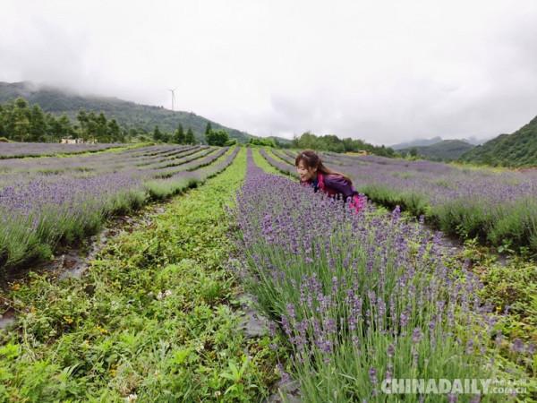 香港青年梁安莉:“貴州屋脊”綻放花季 香港青年梁安莉:“貴州屋脊”綻放花季