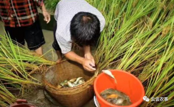 快看——稻田裡的那條魚