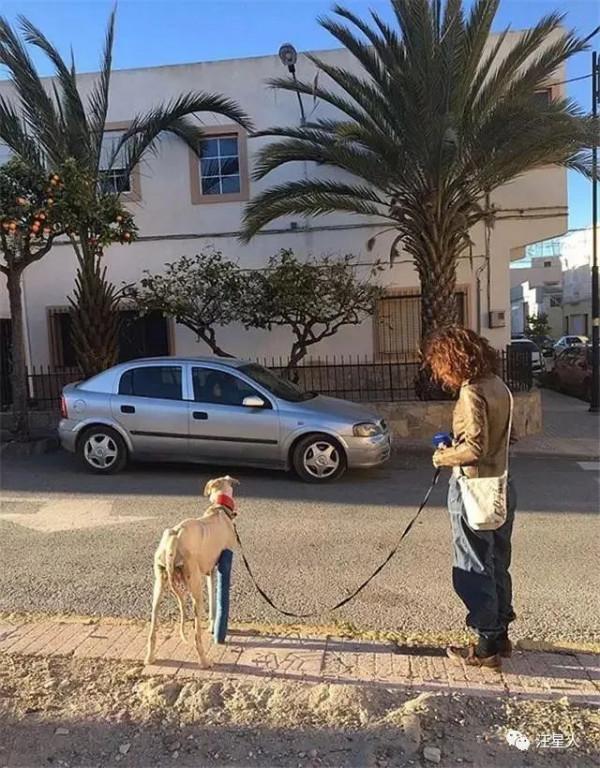 它拖著斷腿硬是走了3公里，將獸醫帶到自己孩子身邊來救它們