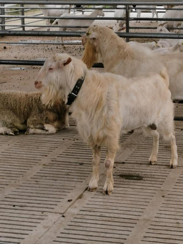 我國繁育率最高的山羊，一年兩胎，每胎多羔，產自河南！快來看