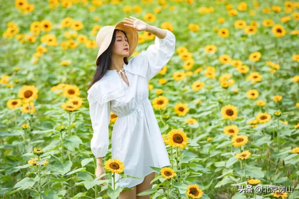電梯直達！歡迎來到房山這座向日葵空中花園！