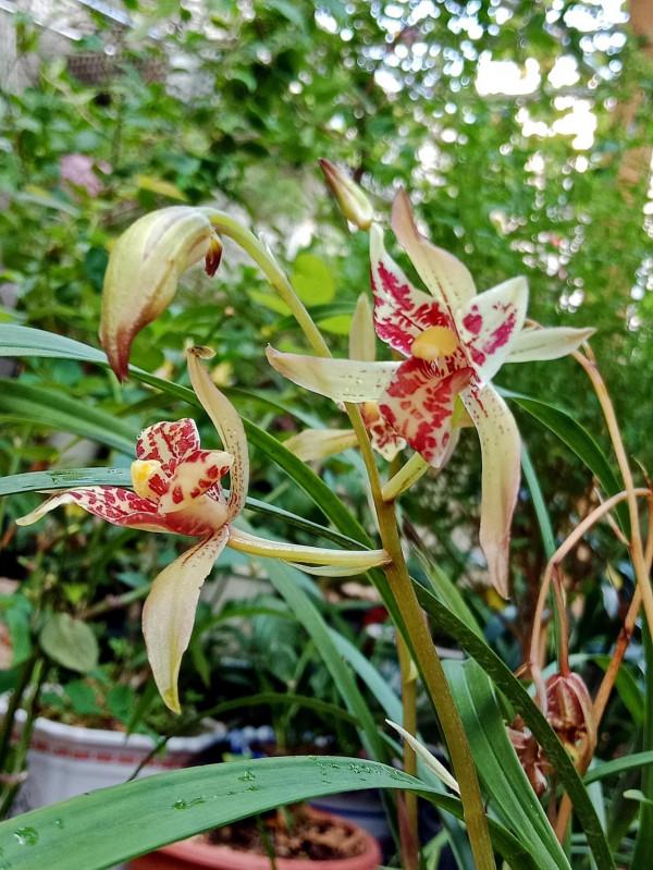 #陽臺小花園#又添新品種