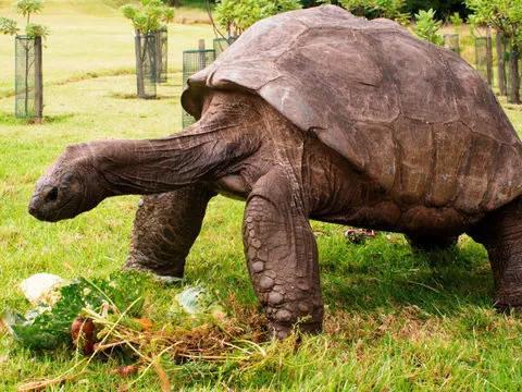 神龜雖壽，猜猜看到底有多壽