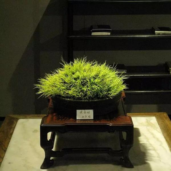 青青草一一感悟生活系列小詩