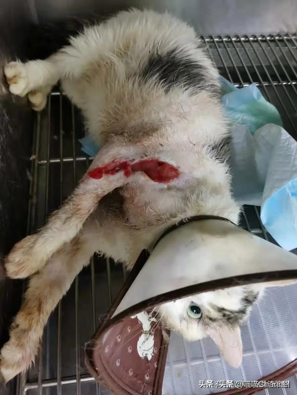 2021即將遠離,2022我要儘自己力量,為更多流浪小動物找到家庭 2021即將遠離,2022我要儘自己力量,為更多流浪小動物找到家庭