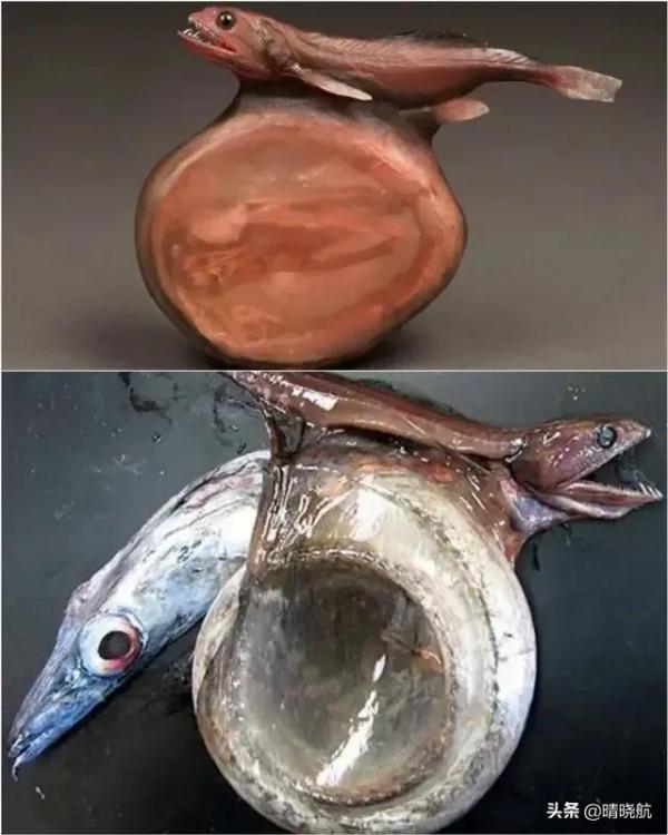 21張活久未見的罕見照片，大自然有時很殘酷，網友直呼長見識了