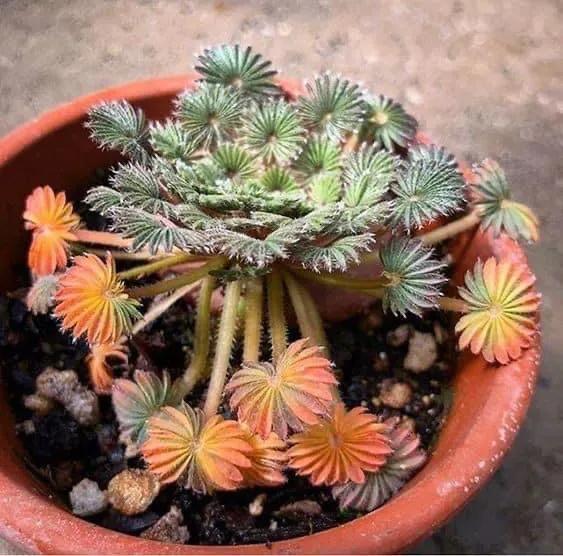 多肉走一波,見證奇妙大自然 多肉走一波,見證奇妙大自然