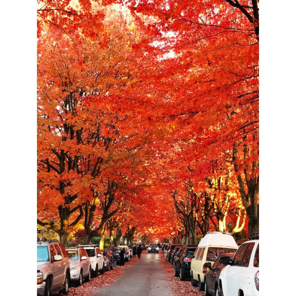 秋天到~ 加拿大的楓葉季太美啦！絕美賞楓地點推薦