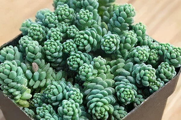 盤點盤點多肉界的“美人”們，個個顏值爆表，你養過哪幾種？