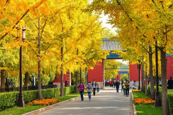 在北京過個秋天，立刻退掉了去騰衝的機票