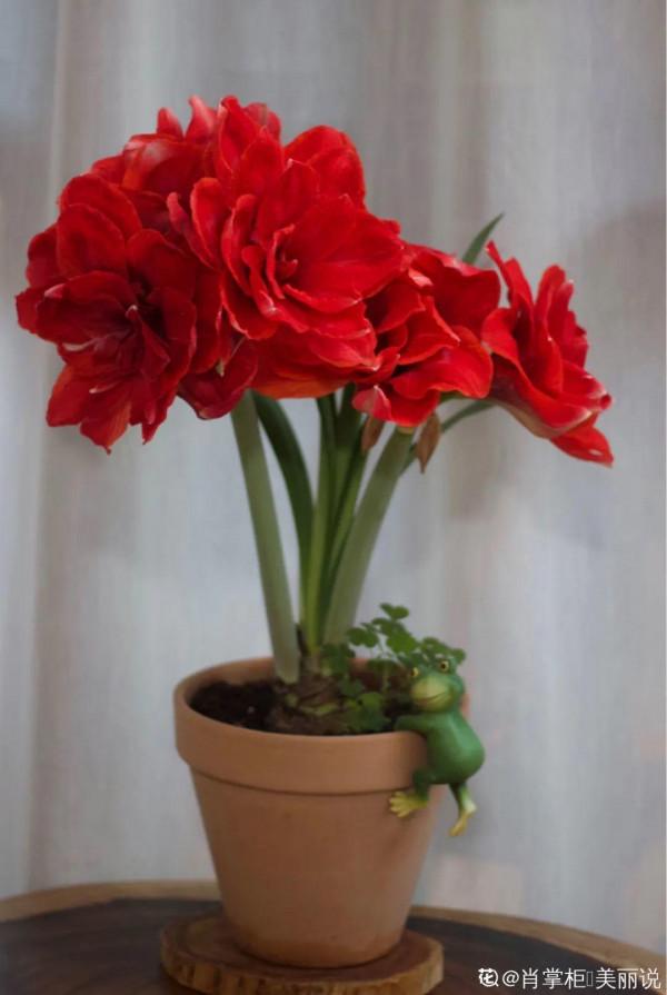 9種花是&OpenCurlyDoubleQuote;一次性&rdquo;，年前買、年後扔，不心疼錢嗎？