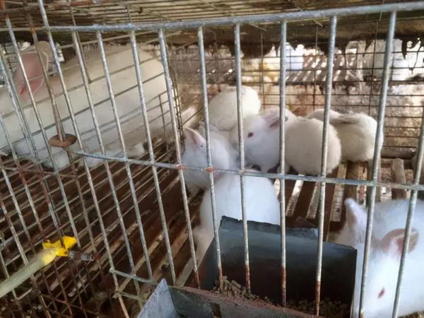 農民養殖幼兔，有一種很好的餵養方法，益處多