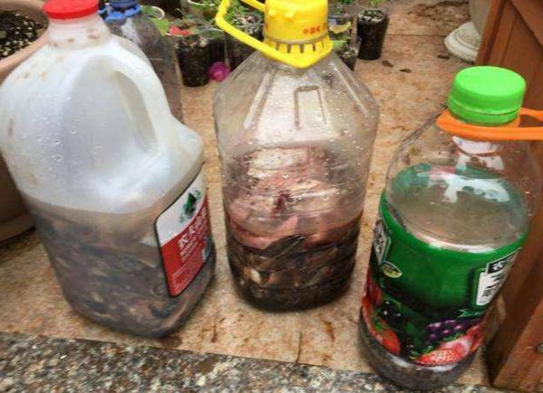 養花不用買肥料,自己做“有機肥”,肥勁“槓槓的”,啥花都能用 養花不用買肥料,自己做“有機肥”,肥勁“槓槓的”,啥花都能用