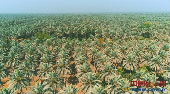 巴基斯坦椰棗的窘境