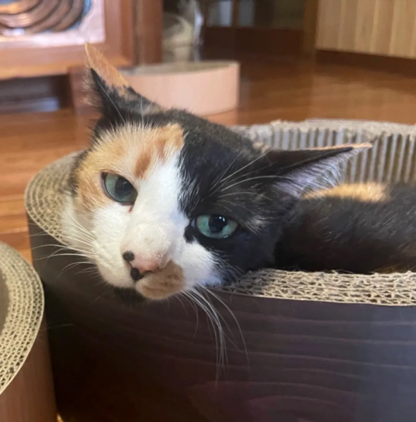 一個人和六隻貓守著一座寺院,吃飯被一群貓環繞會是怎樣的體驗? 一個人和六隻貓守著一座寺院,吃飯被一群貓環繞會是怎樣的體驗?