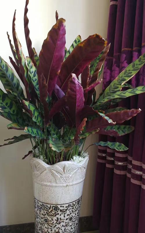 家裡光線差，就養17種“陰性花”，漂亮有格調，貴氣又吉利