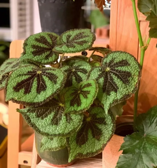 多“熱”才能叫“熱植”？