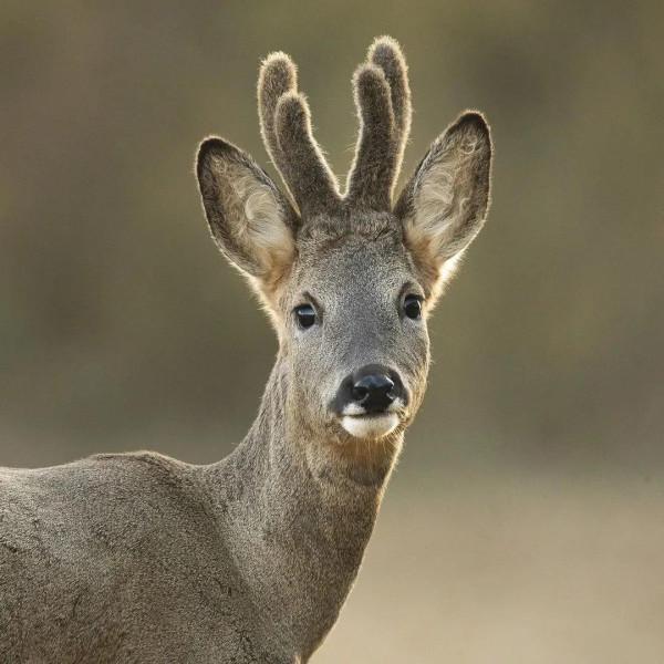 自然風·動物桌布(第十七期)——呦呦鹿鳴