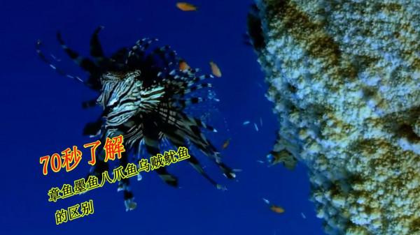 70秒讓您清清楚楚分清魷魚墨魚章魚八爪魚烏賊的區別