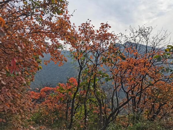 圭峰紅葉遍山,九小時歷程卻讓人驚心 圭峰紅葉遍山,九小時歷程卻讓人驚心